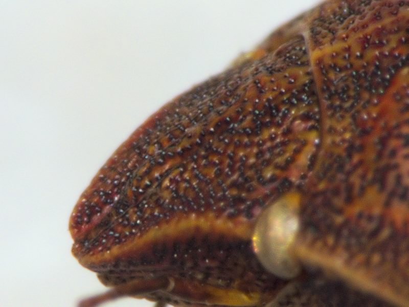 Eurygaster testudinaria (Geoffroy, 1785)
